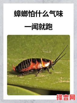 闻风而逃打一动物-第1张图片 闻风而逃打一动物-第1张图片