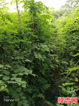 时人未辨凌霄树打一生肖答案-第1张图片