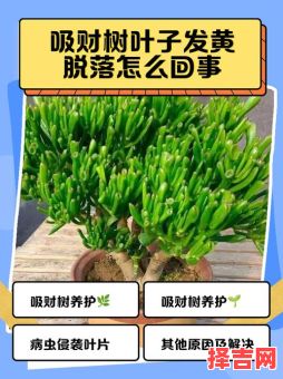 招财树病虫害防治与种类介绍-第1张图片