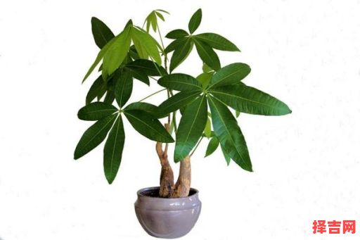 属鼠适合养什么 属鼠放什么植物好-第1张图片