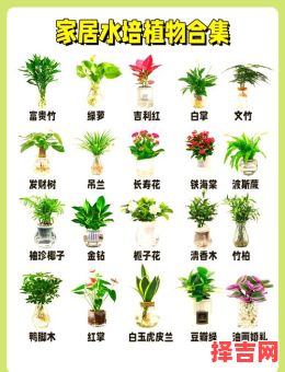 海培名字的意思，海培名字的寓意解析-第1张图片