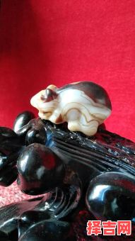 强者生存哪一生肖-第1张图片