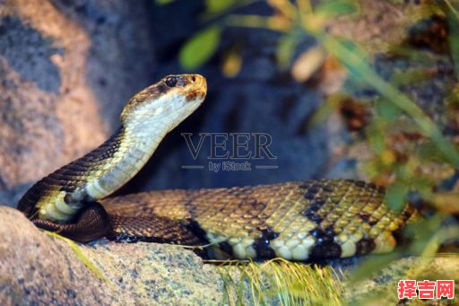 喋喋不休打一动物-第1张图片