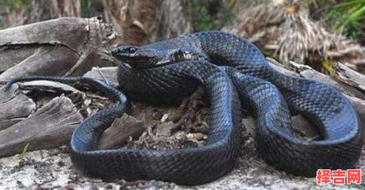 女人梦见黑蛇进家什么预兆 梦见黑色大蛇什么预兆-第1张图片