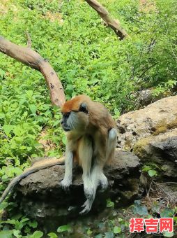 将相夫人三八妇指什么动物-第1张图片