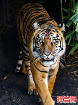 1950年属虎人寿命多长，1950年属虎的寿命解析-第1张图片