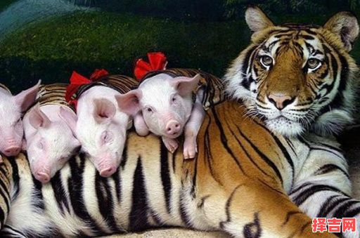 属相虎与猪相冲吗 男虎女猪婚配怎么样-第1张图片 属相虎与猪相冲吗 男虎女猪婚配怎么样-第1张图片