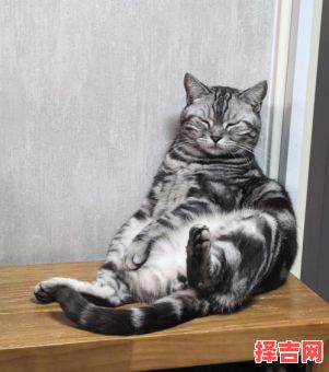 坐卧不宁打一动物-第1张图片