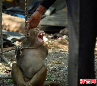 五花大绑猜一动物 五花大绑打一生肖-第1张图片 五花大绑猜一动物 五花大绑打一生肖-第1张图片