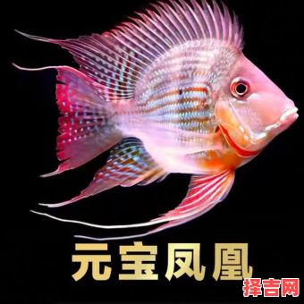 招财鱼能否吃蟑螂以及招财鱼能否与龙鱼混养-第1张图片