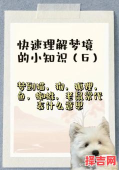 梦见小猫死而复生梦到死猫又活了有何寓意-第1张图片