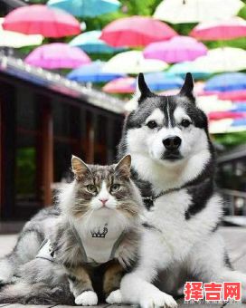 猫星人与狗星人-第1张图片 猫星人与狗星人-第1张图片