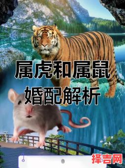 属虎的爱情怎么样,生肖虎的爱情与婚姻-第1张图片 属虎的爱情怎么样,生肖虎的爱情与婚姻-第1张图片