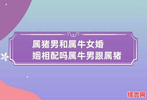 1995年属猪与1997年属牛婚配合适吗 1985年属牛最佳婚配-第1张图片 1995年属猪与1997年属牛婚配合适吗 1985年属牛最佳婚配-第1张图片