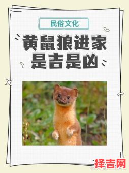 周公解梦之黄鼠狼与严狗篇周公解梦之救黄鼠狼篇-第1张图片 周公解梦之黄鼠狼与严狗篇周公解梦之救黄鼠狼篇-第1张图片