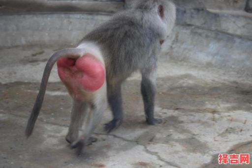 生来就红屁股是什么生肖-第1张图片 生来就红屁股是什么生肖-第1张图片