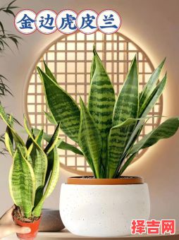 虎皮兰能招财吗虎皮兰能放财位吗-第1张图片 虎皮兰能招财吗虎皮兰能放财位吗-第1张图片