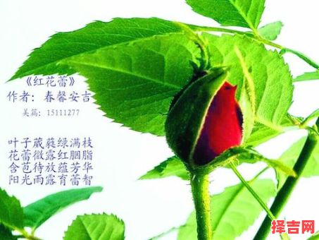 花蕾初绽对一生肖-第1张图片