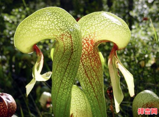 属蛇宜养什么植物最佳,属蛇人宜养什么植物最佳-第1张图片