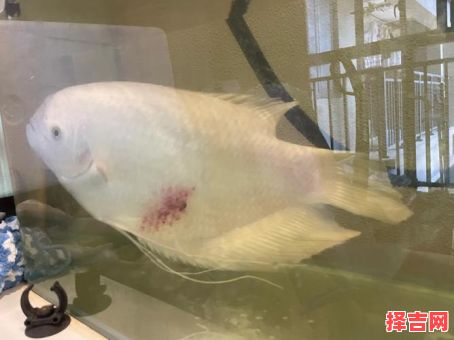 招财鱼浑身发红且大便增多是什么原因招财鱼全身发红-第1张图片