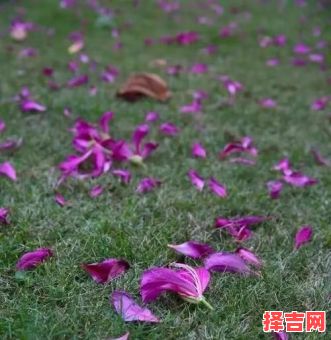 花残名字意义花残名字寓意解析-第1张图片 花残名字意义花残名字寓意解析-第1张图片