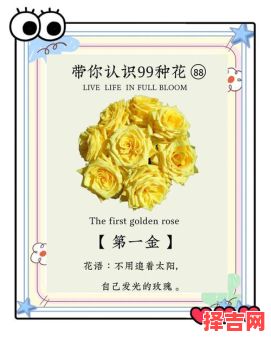 黄玫瑰的含义是什么-第1张图片
