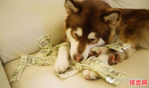 王可可什么意思 王可可女孩名字怎么样-第1张图片